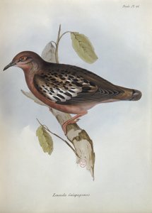 Zenaida Galapagoensis, illustration fra The Zoology of the Voyage of H.M.S. Beagle, 1832-36 af Charles Darwin (1809-92), 1840 af English School